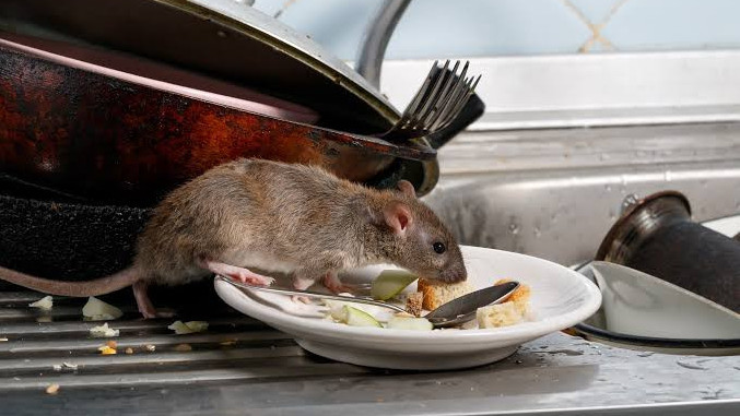https://www.fronteradigital.com.ve/Huniades Urbina explica medidas preventivas contra el hantavirus: la limpieza es la clave