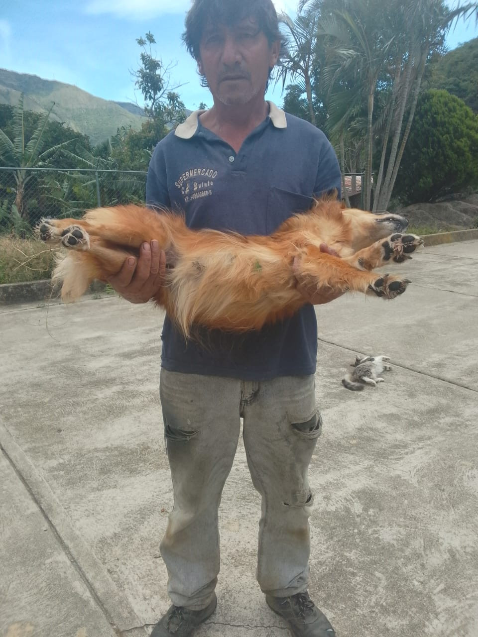 Diario Frontera, Frontera Digital,  Mocoties, ,Alerta en Bailadores: Denuncian envenenamiento de siete mascotas en El Rincón de La Laguna