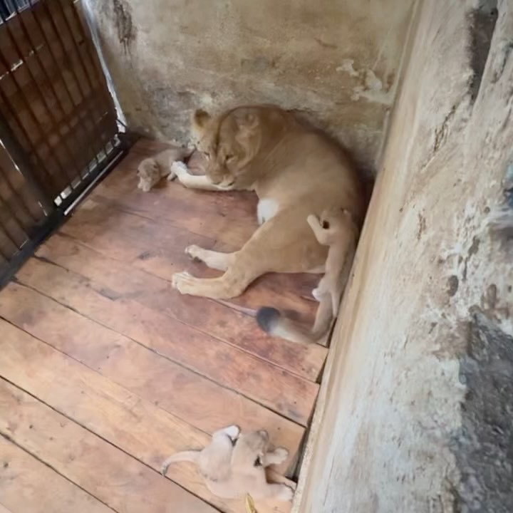 Diario Frontera, Frontera Digital,  Regionales, ,Se cumple un año del histórico nacimiento de los cachorros de león en el Parque Chorros de Milla