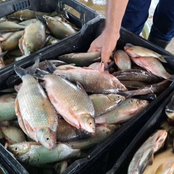 Frontera Digital, Diario Frontera, Plan Coporo en Mérida cosechó más de 500 kilogramos de la especie