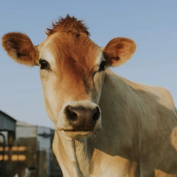 Frontera Digital, Diario Frontera, Fedenaga pide destinar fondos de acuerdos petroleros para reactivar el campo y la economía